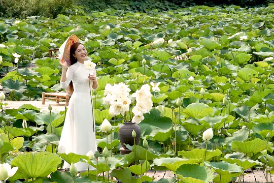 Sen đầu mùa “hút” khách đến tham quan, chụp ảnh