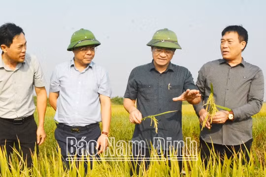 Nam Định: Đã thu hoạch được gần 4.900ha lúa mùa