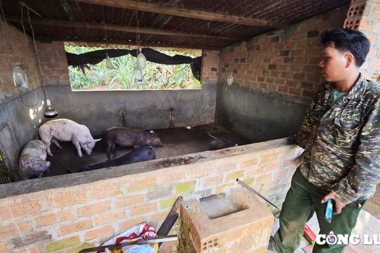 Chư Păh (Gia Lai): Lợn chết bất thường dương tính với vi rút Dịch tả lợn Châu Phi
