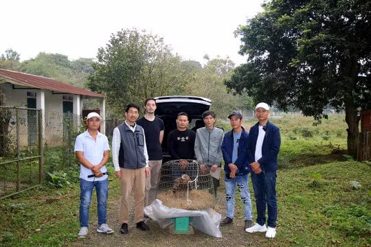 Vườn Quốc gia Cúc Phương tiếp nhận, cứu hộ một cá thể chim Đại bàng đầu nâu cự kỳ quý hiếm