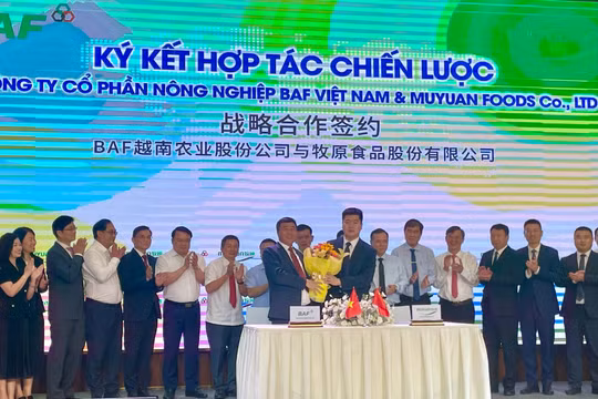 Nông nghiệp BAF hợp tác với Muyuan Foods ứng dụng công nghệ AI vào chăn nuôi