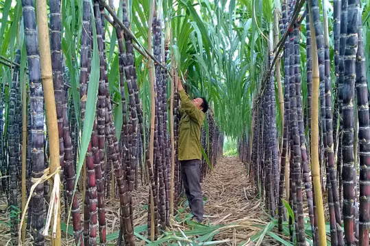 Mía đường Sơn La (SLS) trả cổ tức tiền mặt tỷ lệ 200%