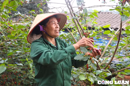 Dân ngoại thành Hà Nội lợi nhuận tiền triệu mỗi ngày từ việc trồng dâu tằm