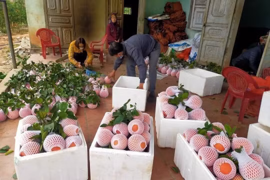 Bưởi đỏ Luận Văn tiến vua hút khách dịp cận Tết, thương lái tranh nhau đặt cọc