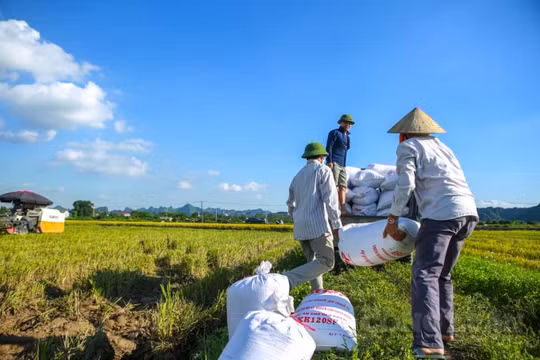 Việt Nam có 5 sản phẩm giá trị xuất khẩu trên 2 tỷ USD trong năm 2023