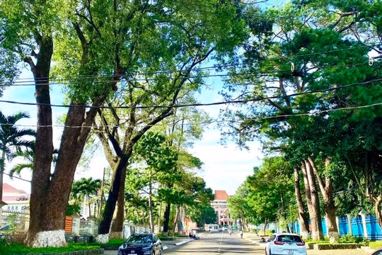 Bộ Công an yêu cầu Gia Lai cung cấp thông tin 24 dự án cây xanh