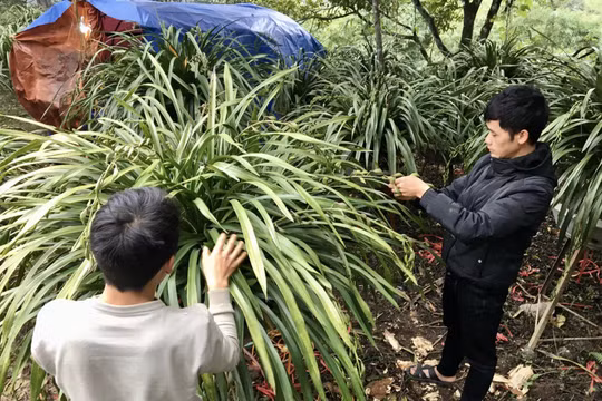Nhộn nhịp chợ hoa địa lan Sa Pa trên mạng dịp cận Tết