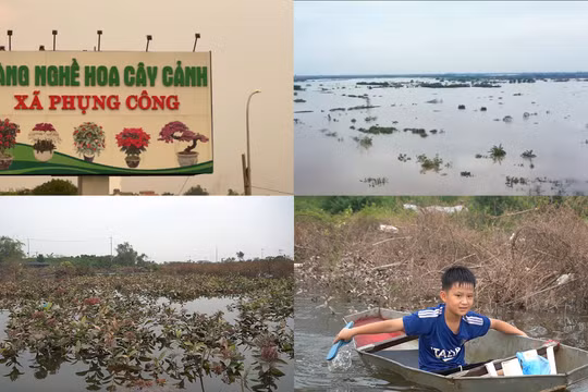 Hưng Yên: Người dân Văn Giang mất trắng hoa màu vì ngập lụt