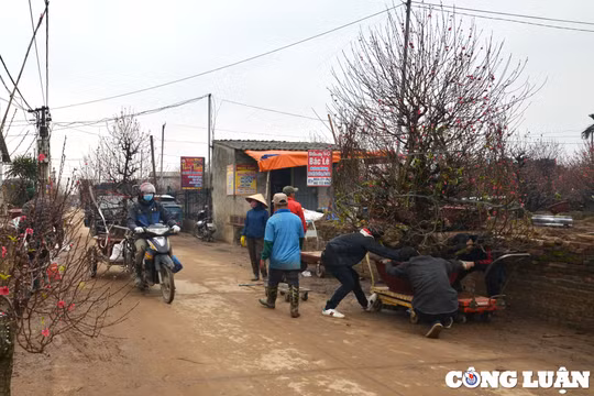 Nghề xe ôm vận chuyển đào dịp Tết kiếm tiền triệu mỗi ngày
