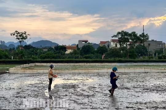 Ninh Bình: Khẩn trương khắc phục diện tích lúa bị thiệt hại do mưa, úng
