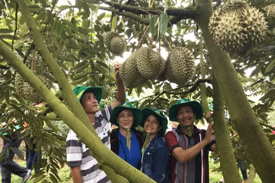Phân bón Phú Mỹ: Bí quyết cho cây dưa và sầu riêng ở miền Trung - Tây Nguyên những mùa bội thu