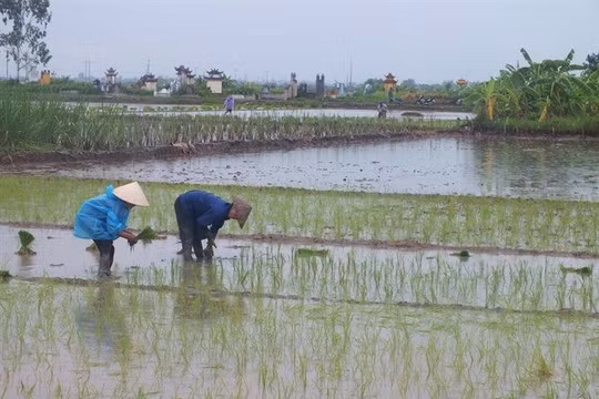 Nam Định: Nhiều biện pháp để phục hồi đất, chống hạn hán và sa mạc hóa