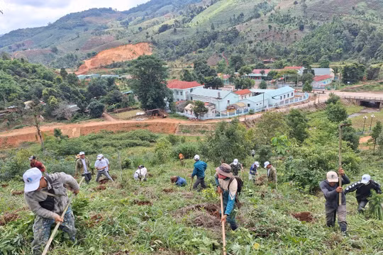 Kon Tum: Huyện nghèo Tu Mơ Rông trồng hơn 100.000 cây xanh hưởng ứng Ngày Môi trường thế giới