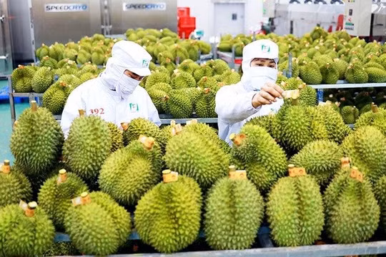 Xuất khẩu rau quả ‘vào đà’ tăng trưởng mạnh sau kỷ lục của 2023