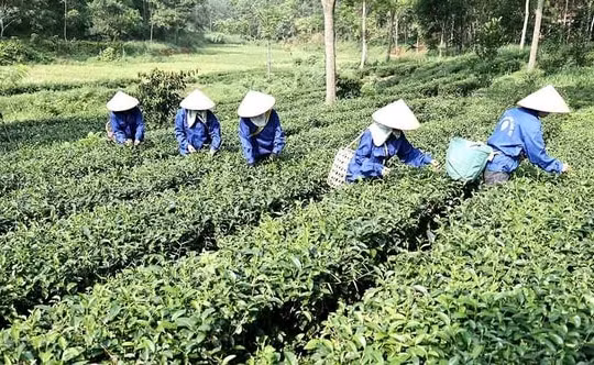 Đời sống đồng bào DTTS ở Phú Thọ ngày càng khởi sắc nhờ chính sách dân tộc