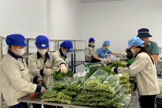 Sản phẩm OCOP đưa rau Văn Đức tự tin xuất ngoại