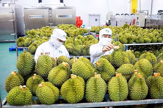 30 lô sầu riêng Việt Nam xuất khẩu sang Trung Quốc bị cảnh báo