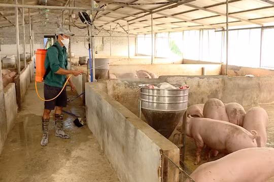 Ninh Bình: Chủ động phòng, chống dịch bệnh trên gia súc, gia cầm