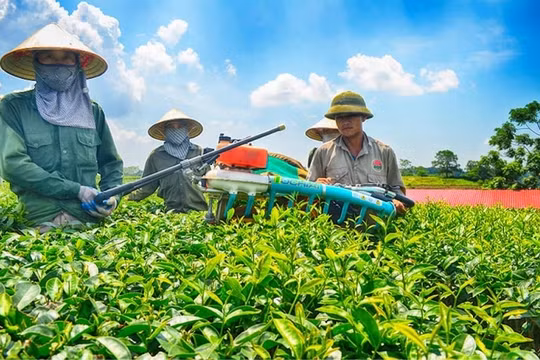 Bộ Kế hoạch và Đầu tư là cơ quan Thường trực của Ban Chỉ đạo quốc gia về kinh tế tập thể