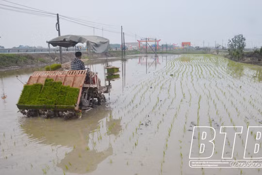 Thái Bình hoàn thành gieo cấy lúa xuân đúng khung thời vụ