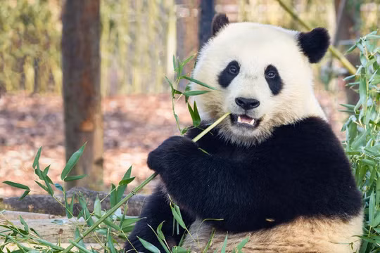 Trả gấu trúc về nơi tặng vì chi phí nuôi quá tốn kém