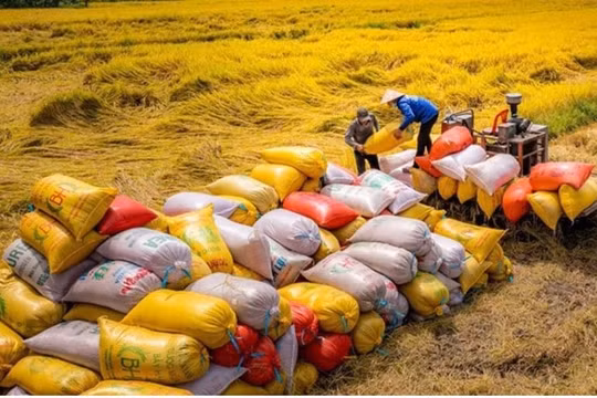 Hạt gạo làng ta đi ra thế giới