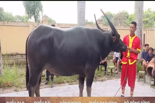 Lễ hội chọi Trâu Đồ Sơn 2024: "Ông trâu" số 4 dũng mãnh giành vô dịch