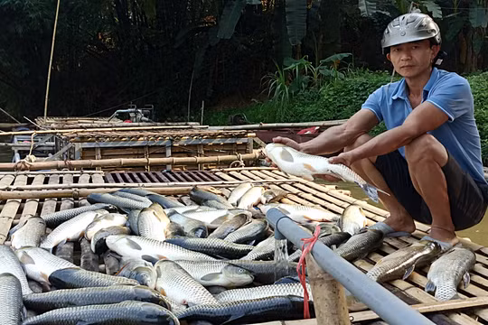 Thanh Hóa: Nguyên nhân cá chết hàng loạt trên sông Mã