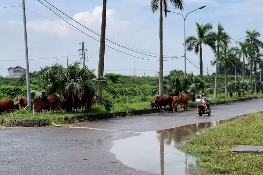 Hà Nội (Phúc Thọ): Dự án vườn sinh thái Cẩm Đình - Hiệp Thuận thành nơi chăn trâu nuôi bò