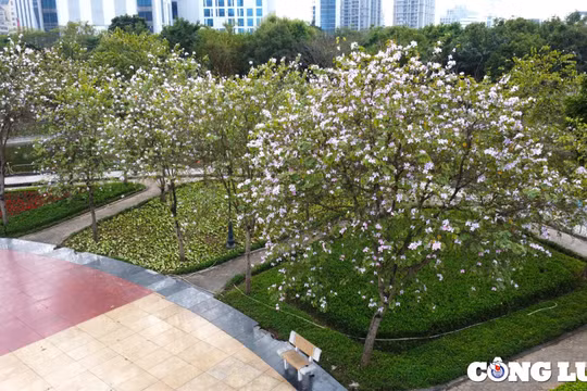 Đến năm 2025, Hà Nội cơ bản hoàn thành cải tạo, đầu tư nâng cấp các công viên, vườn hoa