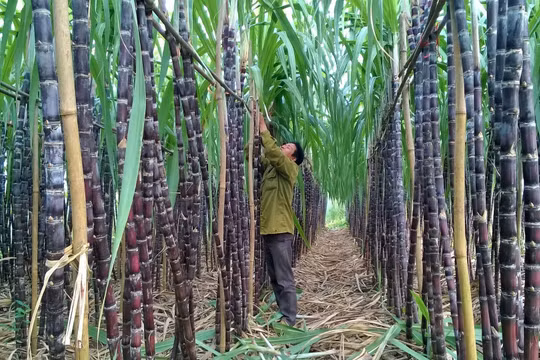Mía Đường Sơn la (SLS) lợi nhuận đi ngang, trả cổ tức bằng tiền mặt tỷ lệ 200%