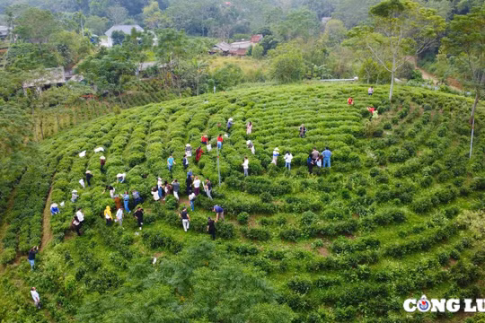 Mê mẩn trước những đồi chè xanh mướt ở “thủ phủ” trà Thái Nguyên