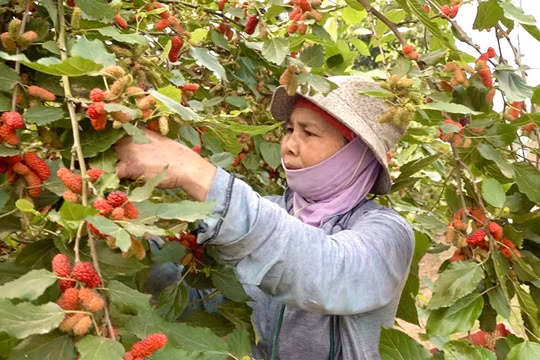 Nông dân Hà Nội tất bật vào vụ thu hoạch dâu tằm