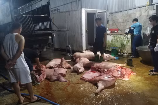 Phát hiện 1,1 tấn thịt nhiễm dịch tả lợn châu Phi tại Thái Nguyên, chủ hàng chỉ bị phạt 7 triệu đồng
