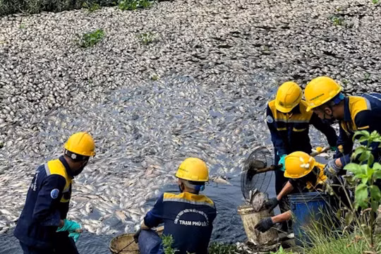 Cá chết nổi trắng hồ ở Đà Nẵng