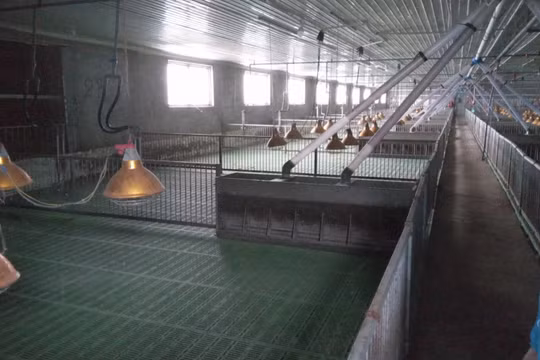 Di dời gần 30.000 con heo khỏi trại gây mùi hôi thối