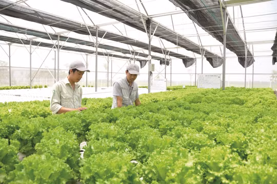 Xuất khẩu sản phẩm trồng trọt hướng đến mục tiêu trên 26 tỷ USD