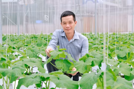 Quy hoạch vùng bãi ven sông Hồng để phát triển nông nghiệp ứng dụng công nghệ cao