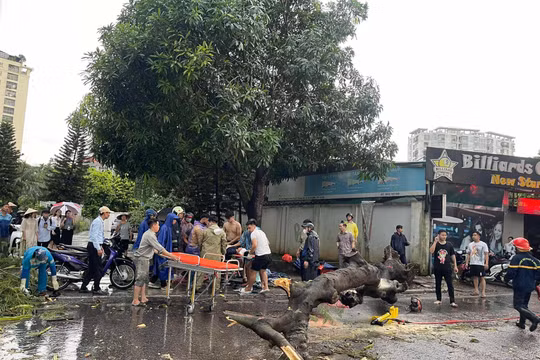 Hà Nội: Bão Yagi gây giông lốc lớn, 2 người thương vong do cây đổ đè trúng người