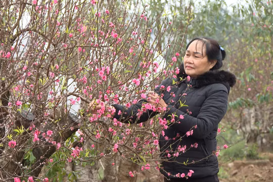 Thời tiết lạnh sâu hãm hoa nở sớm, người trồng đào bớt được nỗi lo