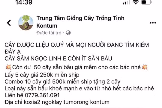 Kon Tum: Lừa bán giống sâm Ngọc Linh giả, thanh niên bị khởi tố