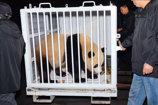 Ngoại giao gấu trúc trở lại, hai chú gấu mới từ Trung Quốc đến Washington
