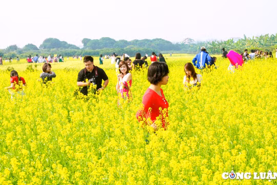 Cánh đồng hoa cải vàng khoe sắc rực rỡ ở ngoại thành Thủ đô Hà Nội
