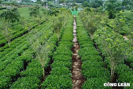 Chiêm ngưỡng vườn chè cổ hàng trăm tuổi ở Thái Nguyên