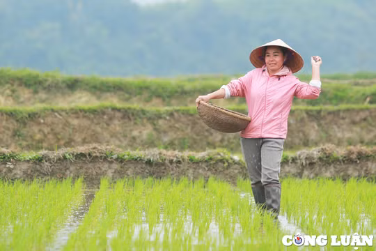 Người dân chân trần, lội ruộng dưới mưa rét chiều 29 Tết