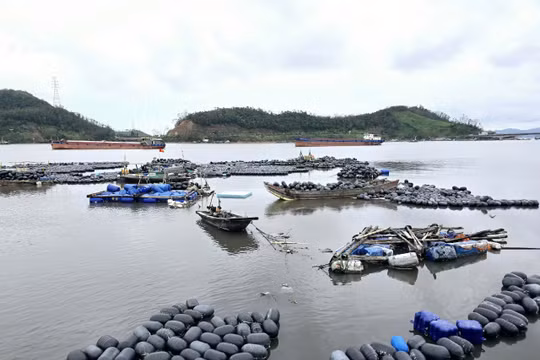 Huyện Vân Đồn: Sẽ hoàn thành giao mặt biển cho người nuôi trồng thủy sản trước ngày 30/9 sau thảm họa