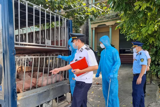 Thái Nguyên: Phát hiện 12 con lợn có biểu hiện lờ đờ nghi mắc bệnh truyền nhiễm nguy hiểm