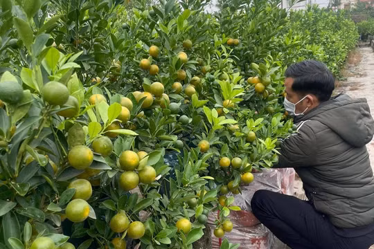 Giá quất tăng cao, thương lái tranh nhau đặt cọc sớm