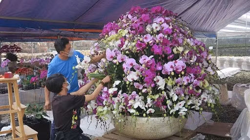 Hà Nội: Hiệu quả từ mô hình trồng lan Hồ Điệp công nghệ cao ở Đan Phượng