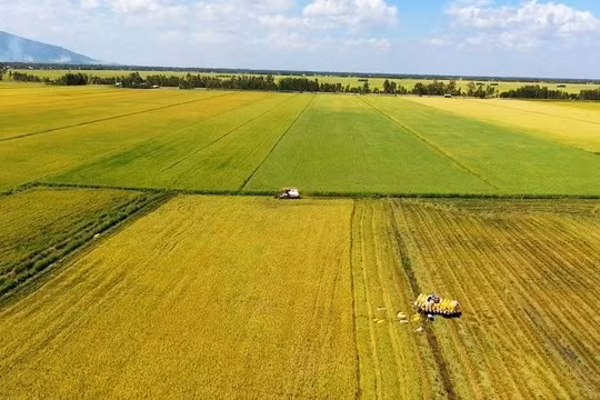 Đề án 1 triệu ha lúa gạo chất lượng cao không thể thiếu hợp tác công tư